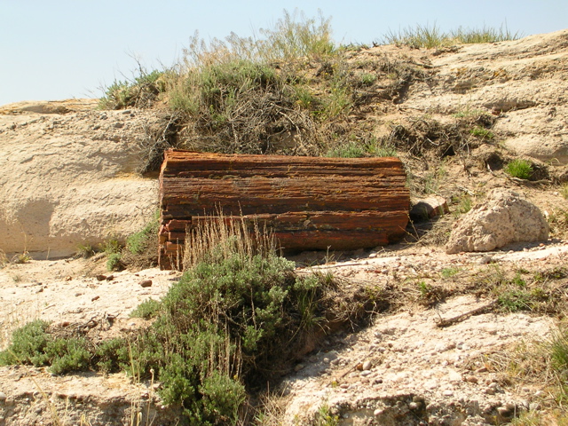 DSCN0718.JPG