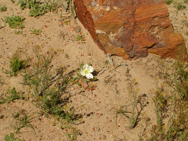 DSCN0723.JPG