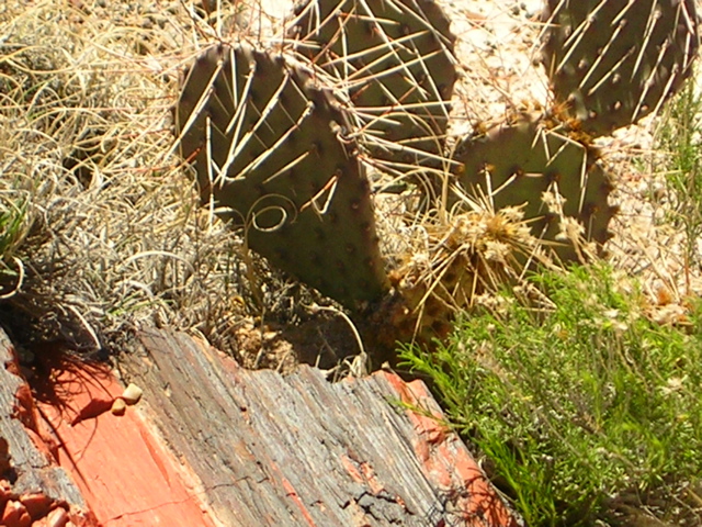 DSCN0731.JPG