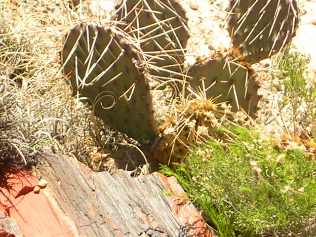 DSCN0732.JPG