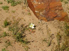 DSCN0723.JPG