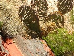 DSCN0731.JPG