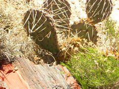 DSCN0732.JPG