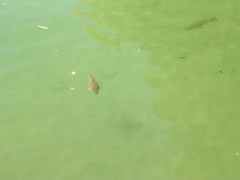 DSCN0874.JPG