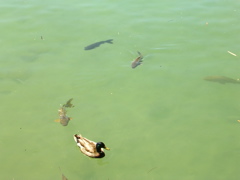 DSCN0875.JPG