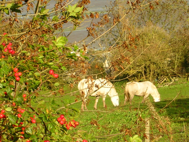 DSCN0304.JPG