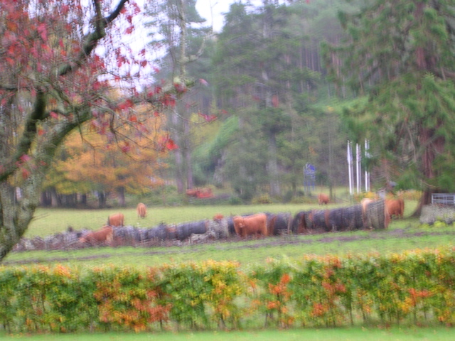 DSCN0515.JPG