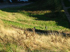 DSCN0411.JPG