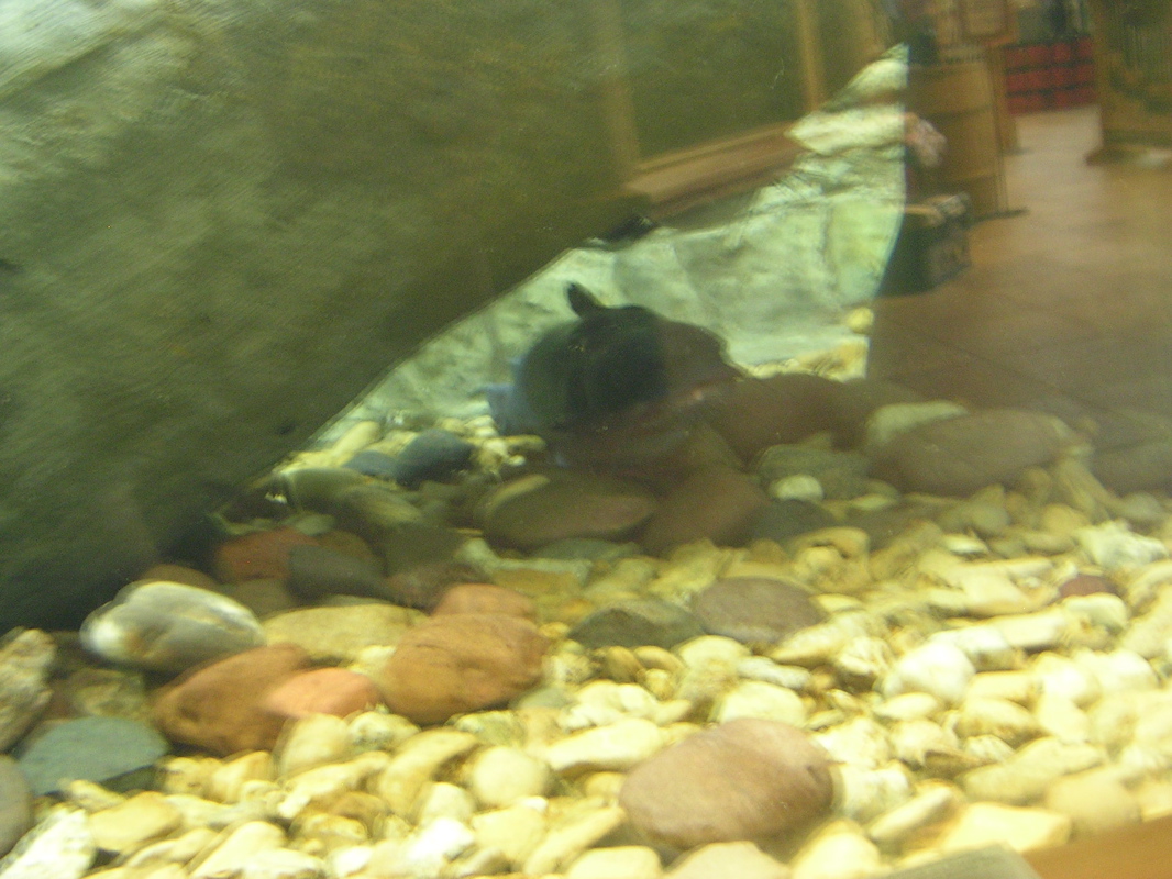 DSCN2000.JPG