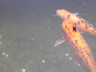DSCN1802.JPG