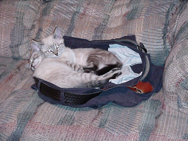 Sasha N Tasha 01