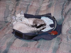 Sasha N Tasha 01